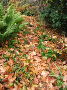 pile of leaves